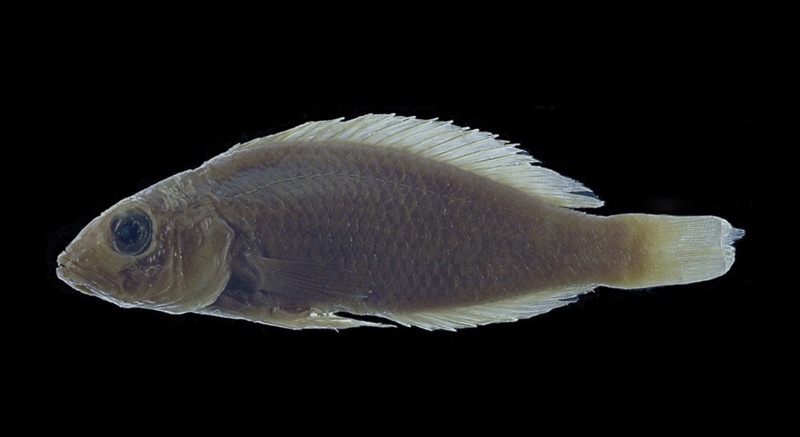 Lamprologus finalimus (holotype)